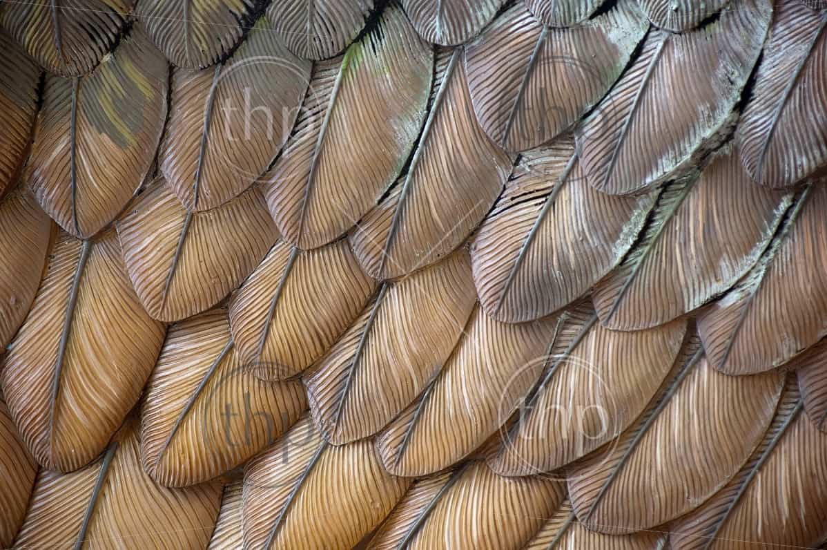 close-up-detail-of-a-statue-s-eagle-feathers-as-background-texture