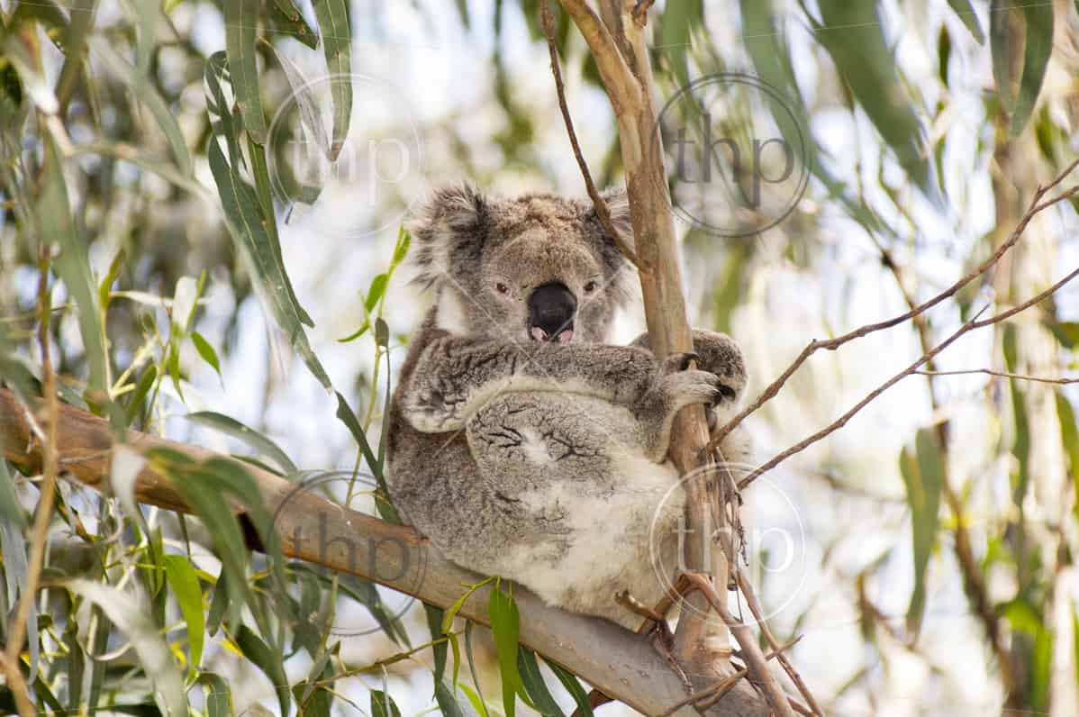 Koala Bear In The Wild In Gum Trees In Australia Photo Thpstock