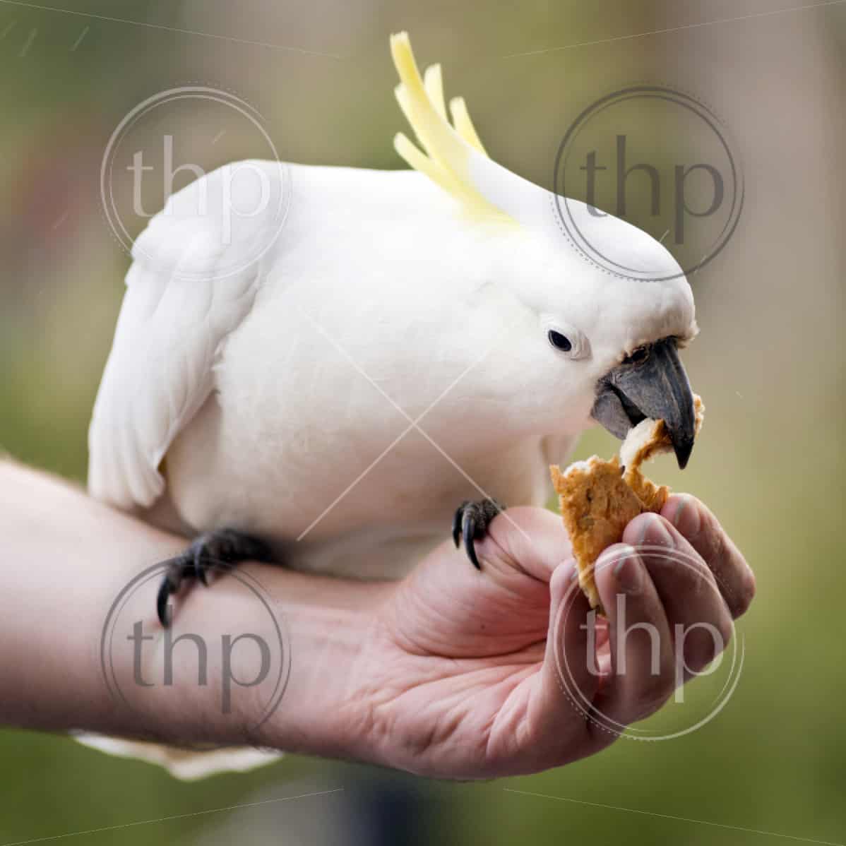 Hand Feeding A Sulphur Crested Cockatoo In Australia Thpstock 1700