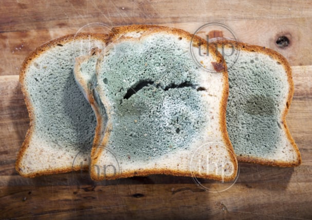 mold-growing-rapidly-on-moldy-bread-in-green-and-white-spores-thpstock