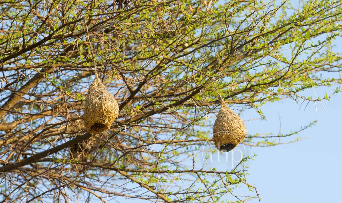 Amazing Weaver Bird nests hang in trees in Botswana, Africa THPStock