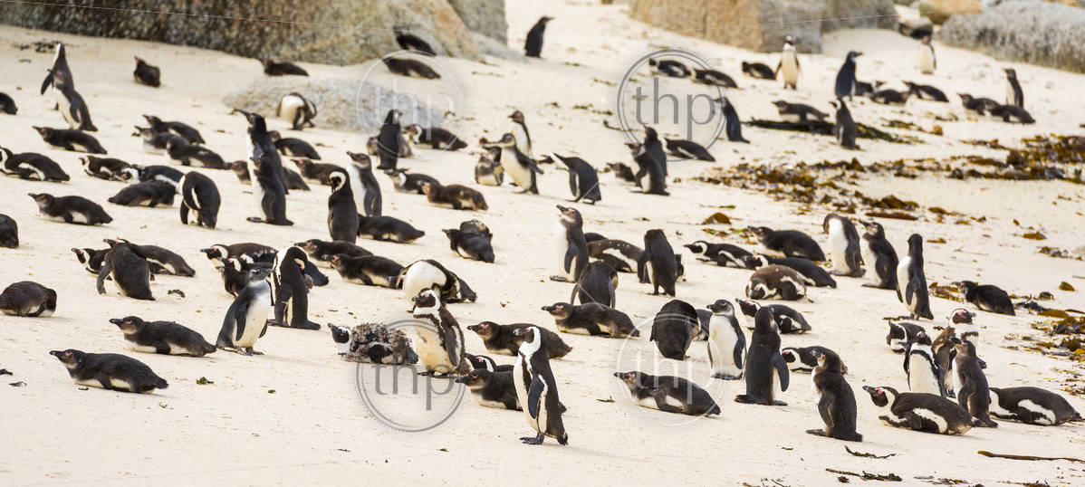 Boulders Penguin Colony with African Penguins on the beach - THPStock