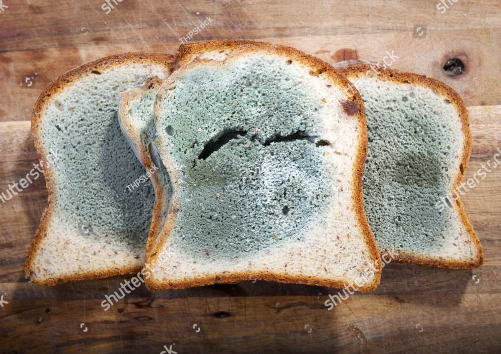 moldy bread loaf